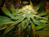 afghan delight