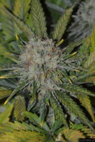 amnesia haze core cut clone only