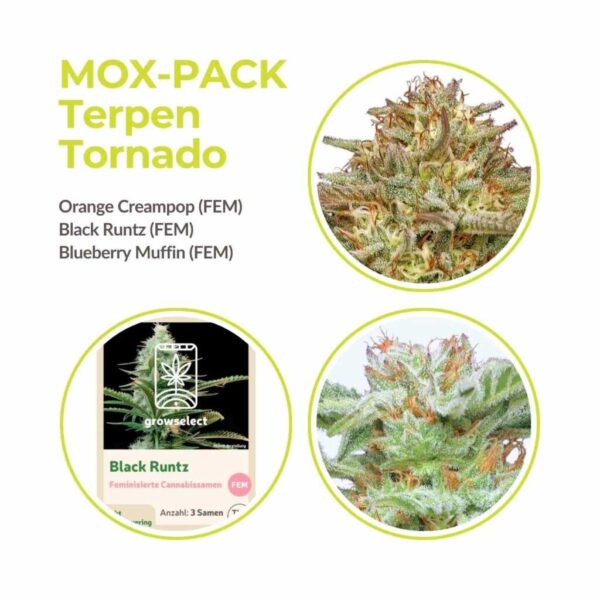 aroma mok pack cannabis samen.jpg