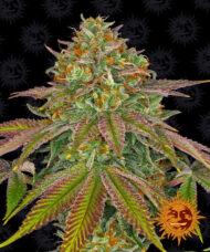 girl scout cookies