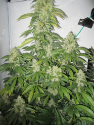 big bud
