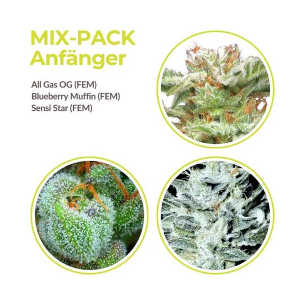 cannabis samen anfaenger mix pack.jpg