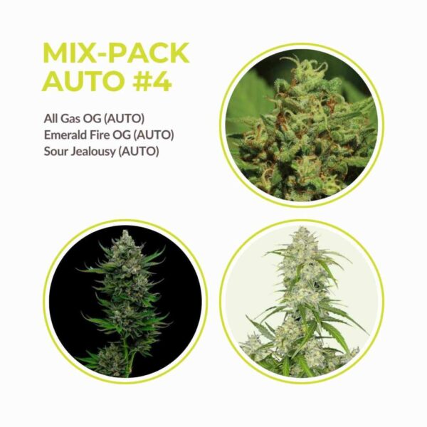 cannabis samen autoflower mix 4.jpg