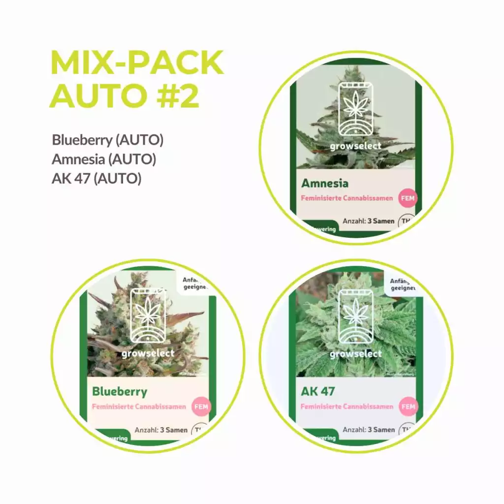 cannabis samen autoflower mix.webp