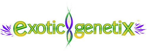 exotic horizontal logo