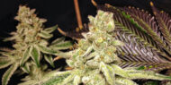 cookies & cream exotic genetix