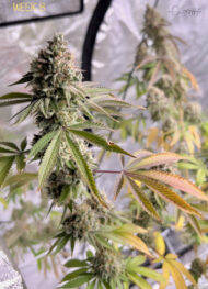 gorilla zkittlez