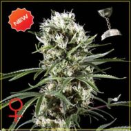 super lemon haze