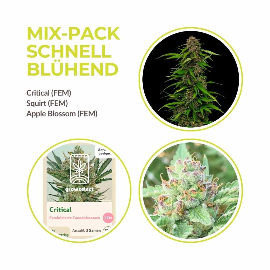 schnell bluehende mix pack cannabis samen.jpg