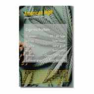american high | feminisierte cannabissamen von dope seeds