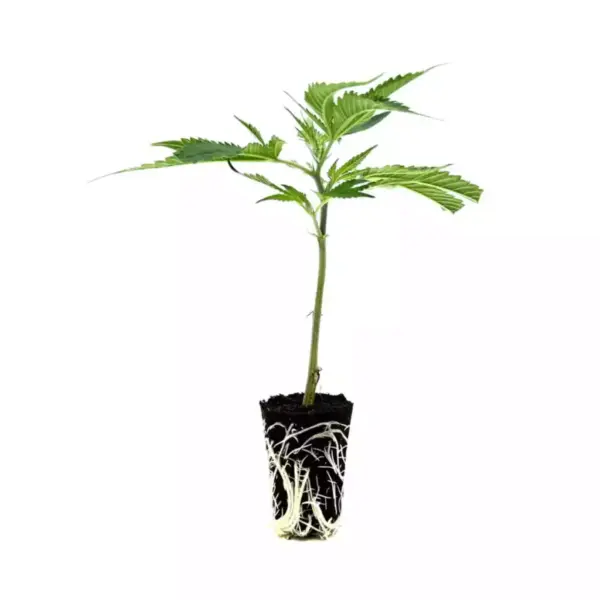 seed shop amnesia hanfsteckling 1 stueck.webp