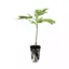 seed shop amnesia hanfsteckling 1 stueck.webp
