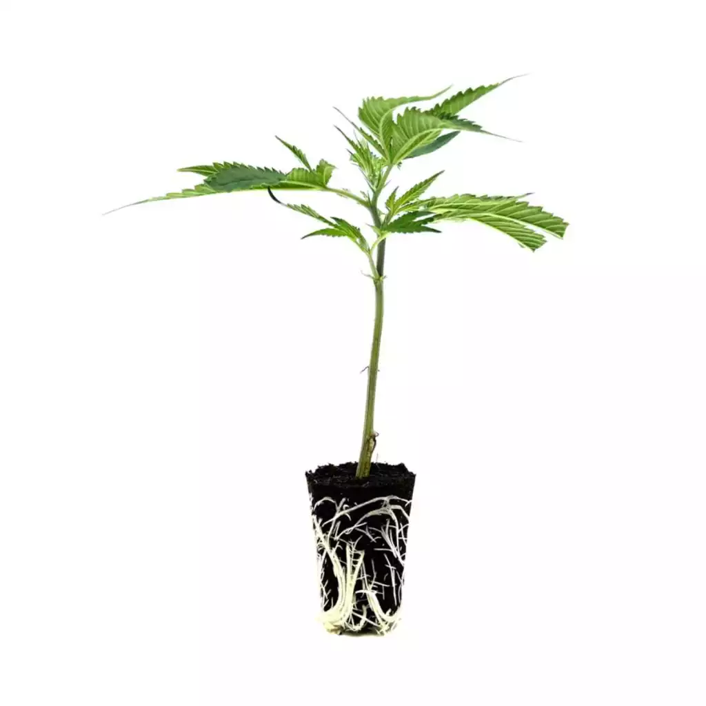 seed shop amnesia hanfsteckling 1 stueck.webp