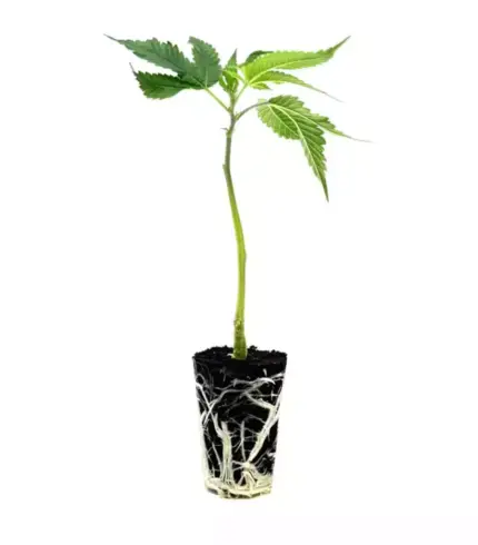 seed shop blue zhushi hanfsteckling 1 stueck.webp