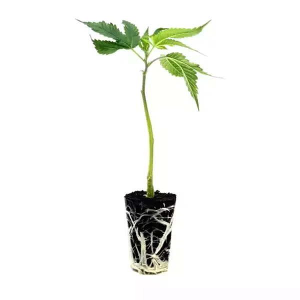 seed shop blue zhushi hanfsteckling 1 stueck.webp