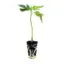 seed shop blue zhushi hanfsteckling 1 stueck.webp