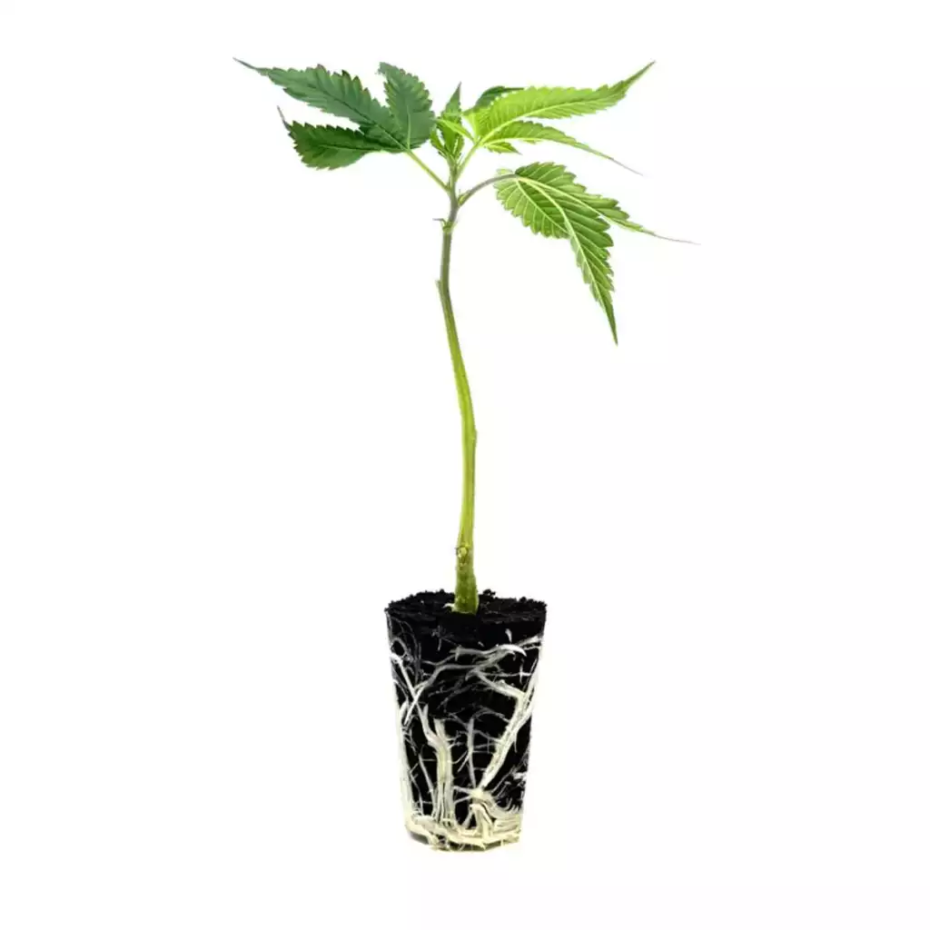 seed shop blue zhushi hanfsteckling 1 stueck.webp