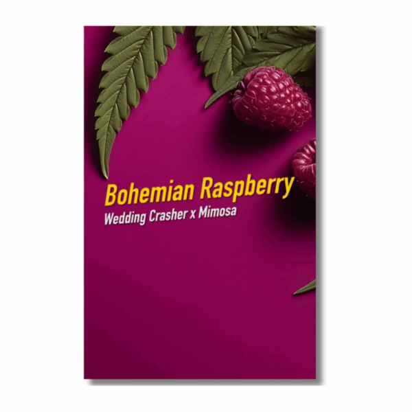 bohemian raspberry | feminisierte cannabissamen von dope seeds