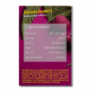 bohemian raspberry | feminisierte cannabissamen von dope seeds