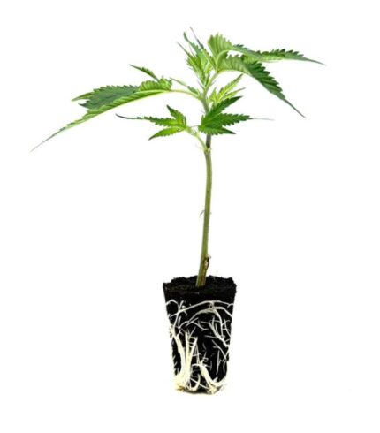 seed shop cake and punch hanfsteckling 1 stueck.jpg