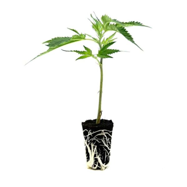 seed shop cake and punch hanfsteckling 1 stueck.jpg