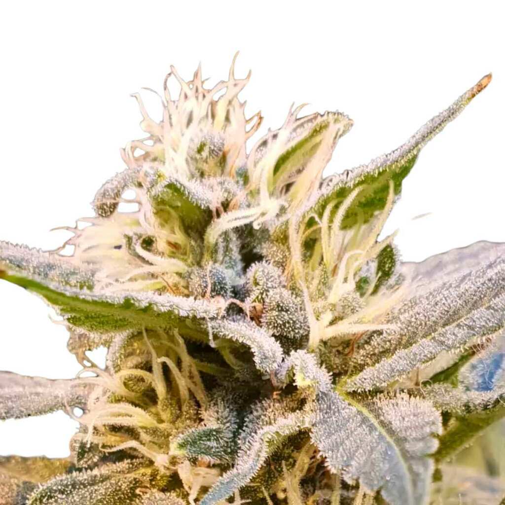 seed shop cbdelight cannabissamen paradise seeds 3 samen.jpg