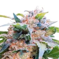 seed shop cbdream cannabissamen paradise seeds 3 samen.jpg
