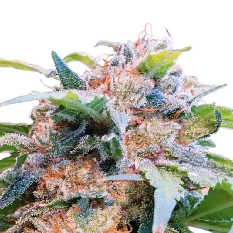 seed shop cbdream cannabissamen paradise seeds 3 samen.jpg