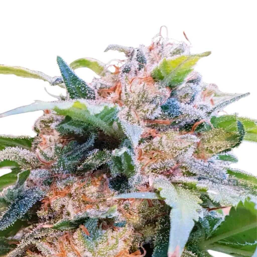 seed shop cbdream cannabissamen paradise seeds 3 samen.jpg