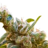 seed shop cbdrelax cannabissamen paradise seeds 3 samen.jpg