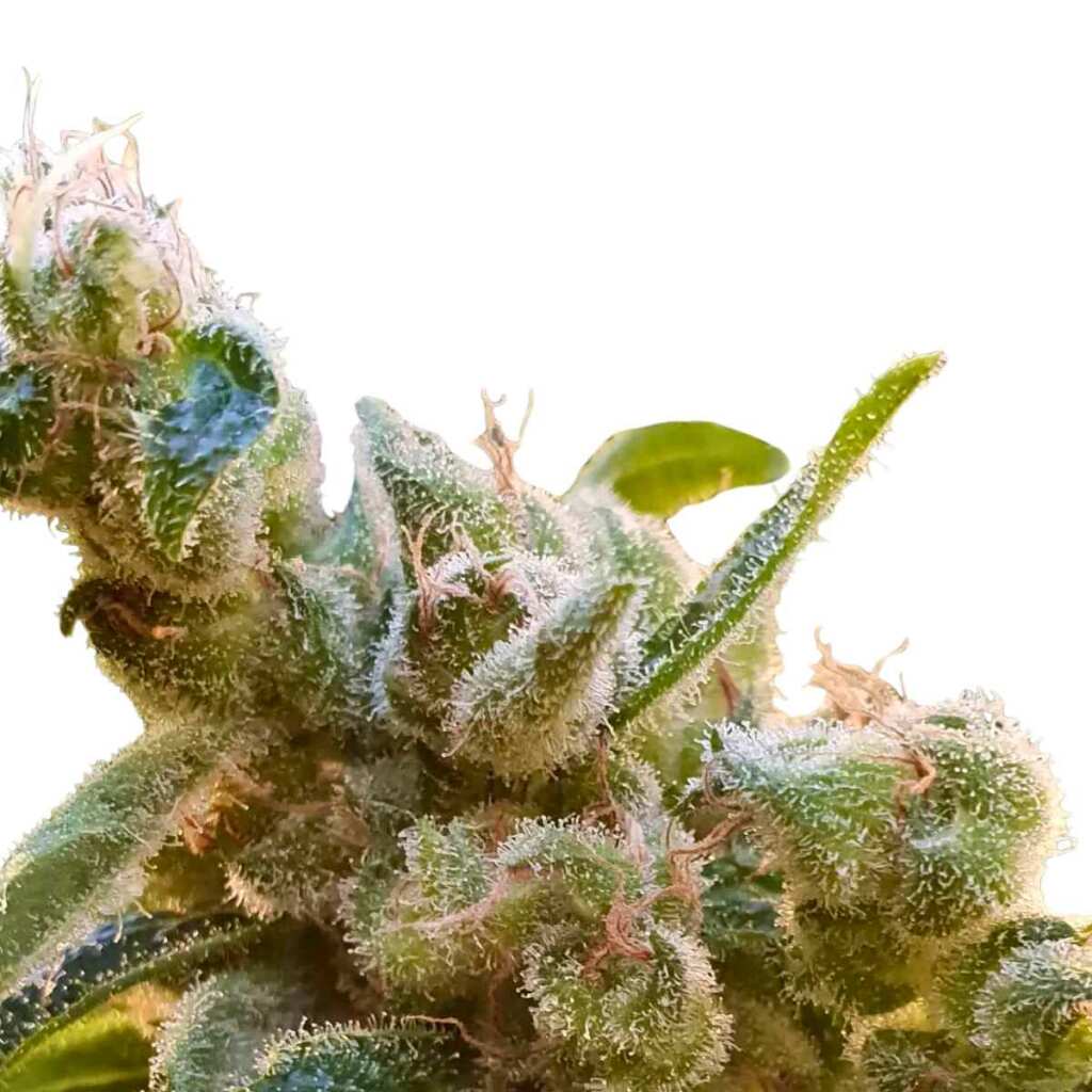 seed shop cbdrelax cannabissamen paradise seeds 3 samen.jpg