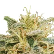 seed shop cbdrelief cbd cannabissamen paradise seeds 3 samen.jpg