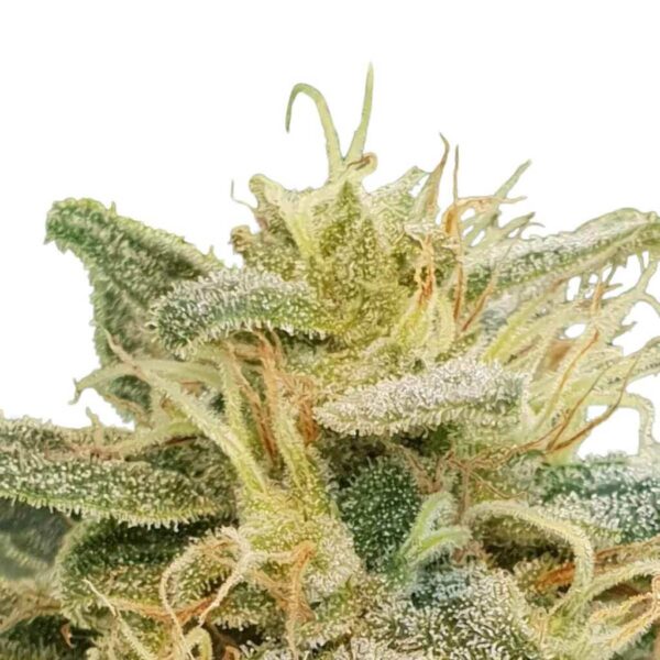 seed shop cbdrelief cbd cannabissamen paradise seeds 3 samen.jpg