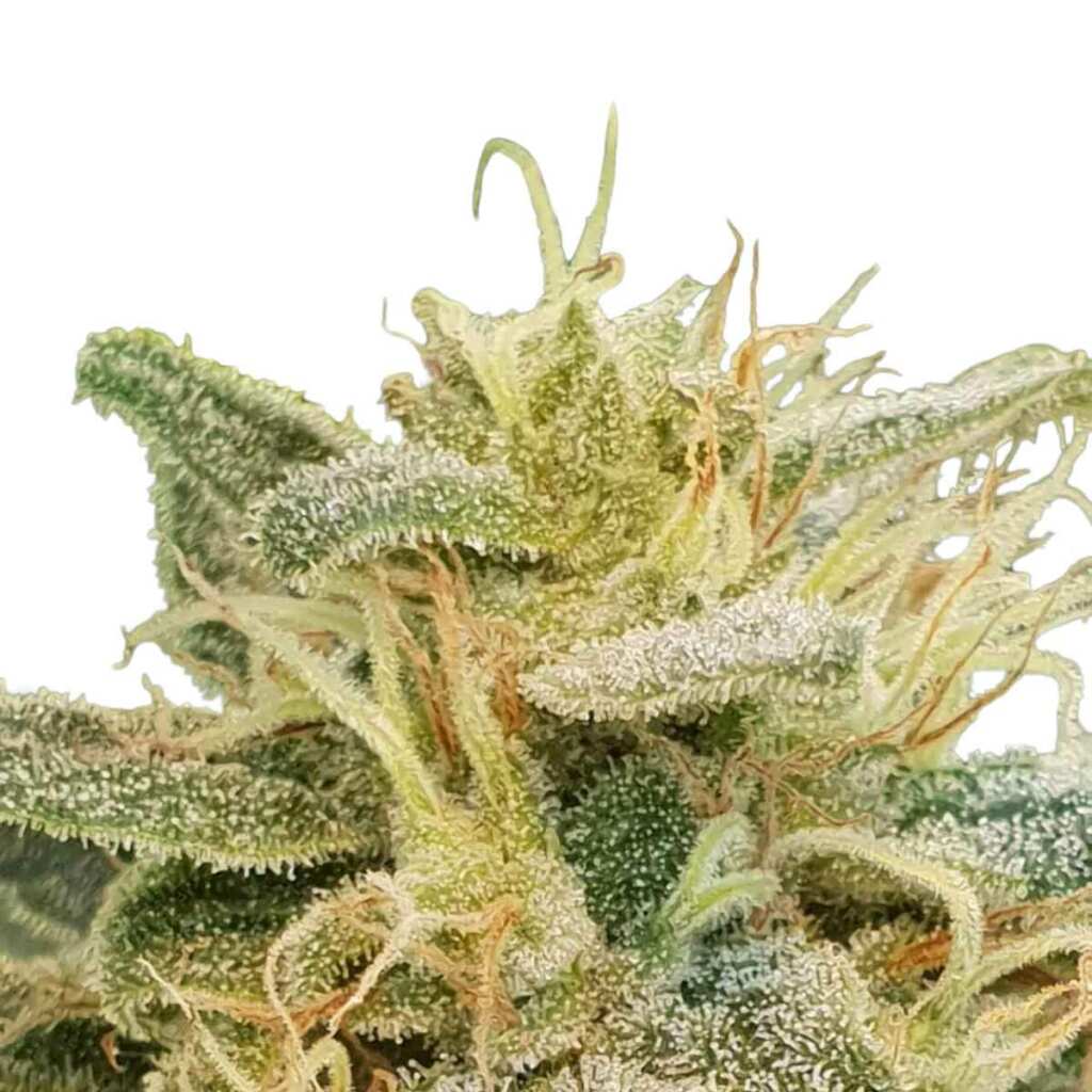 seed shop cbdrelief cbd cannabissamen paradise seeds 3 samen.jpg