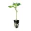 seed shop critical 2 0 hanfsteckling 1 stueck.jpg