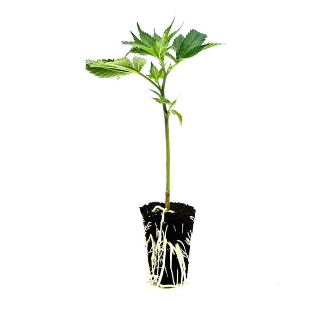seed shop critical 2 0 hanfsteckling 1 stueck.jpg