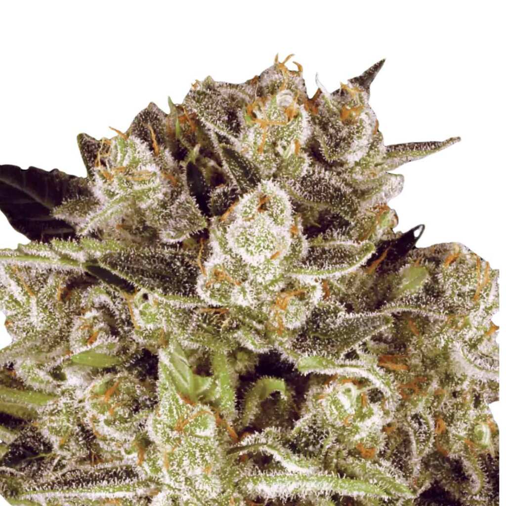 seed shop durga mata 2 cbd paradise seeds 3 samen.jpg