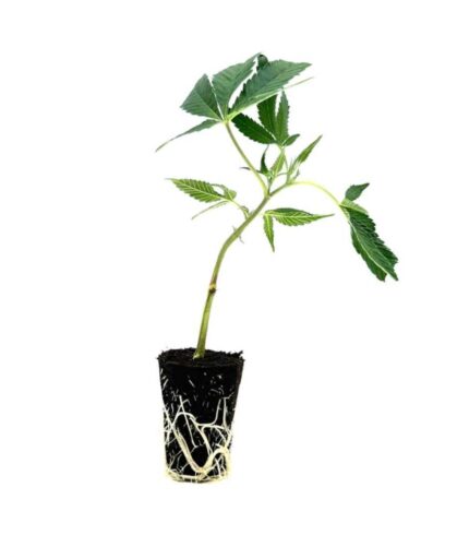 seed shop girl scout cookies hanfsteckling 1 stueck.jpg