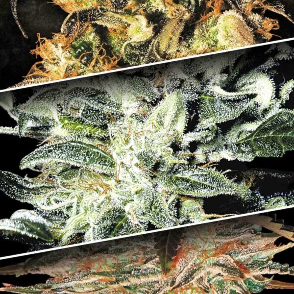 seed shop indica champions pack cannabissamen paradise seeds.jpg
