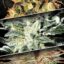 seed shop indica champions pack cannabissamen paradise seeds.jpg