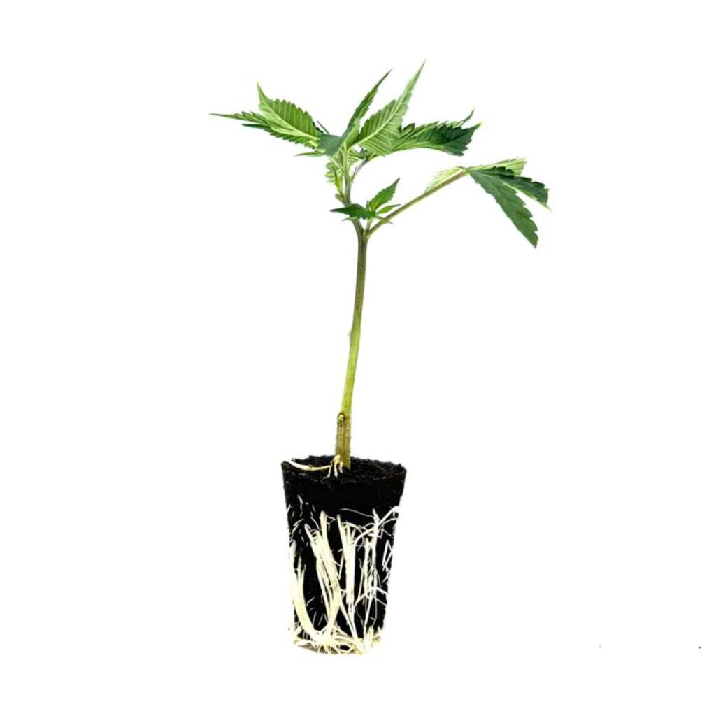 seed shop lsd hanfsteckling 1 stueck.jpg