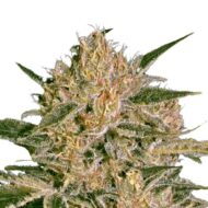 seed shop nebula ii cbd cannabissamen paradise seeds 3 samen.jpg
