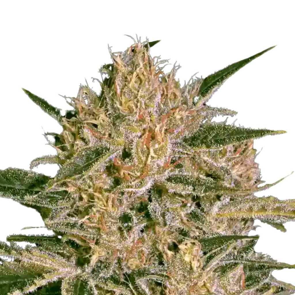 seed shop nebula ii cbd cannabissamen paradise seeds 3 samen.jpg