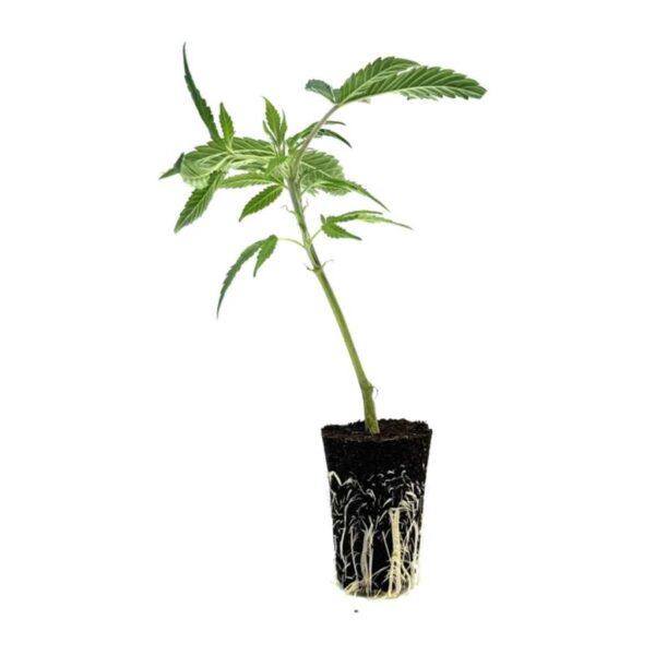 seed shop og kush hanfsteckling 1 stueck.jpg