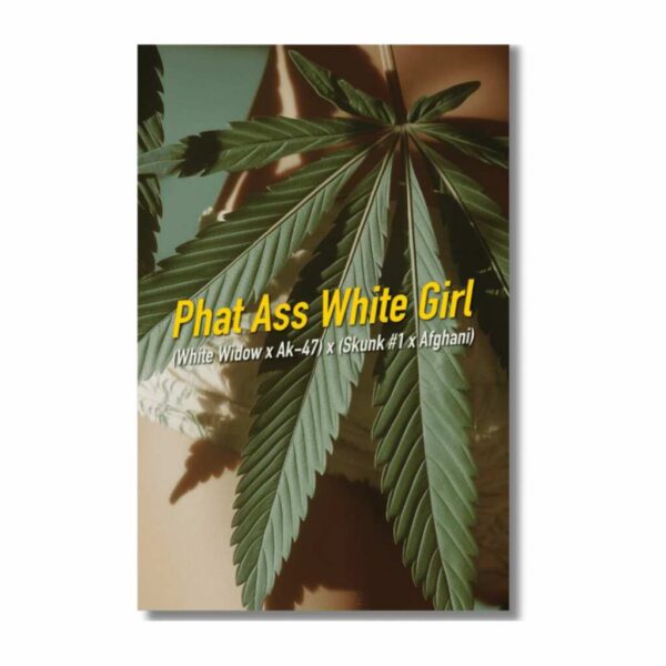 pawg | feminisierte cannabissamen von dope seeds