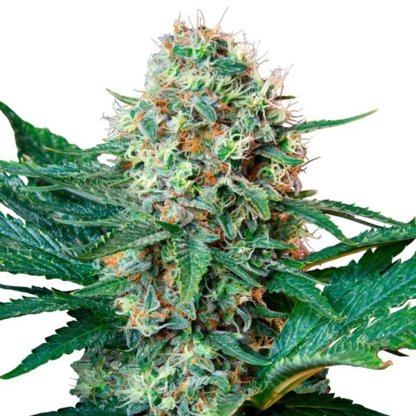 seed shop royal cookies feminisierte cannabissamen royal queen seeds.jpg