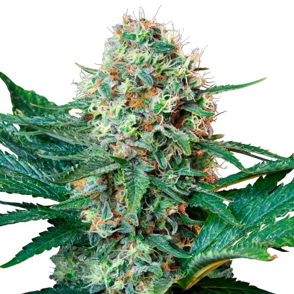 seed shop royal cookies feminisierte cannabissamen royal queen seeds.jpg