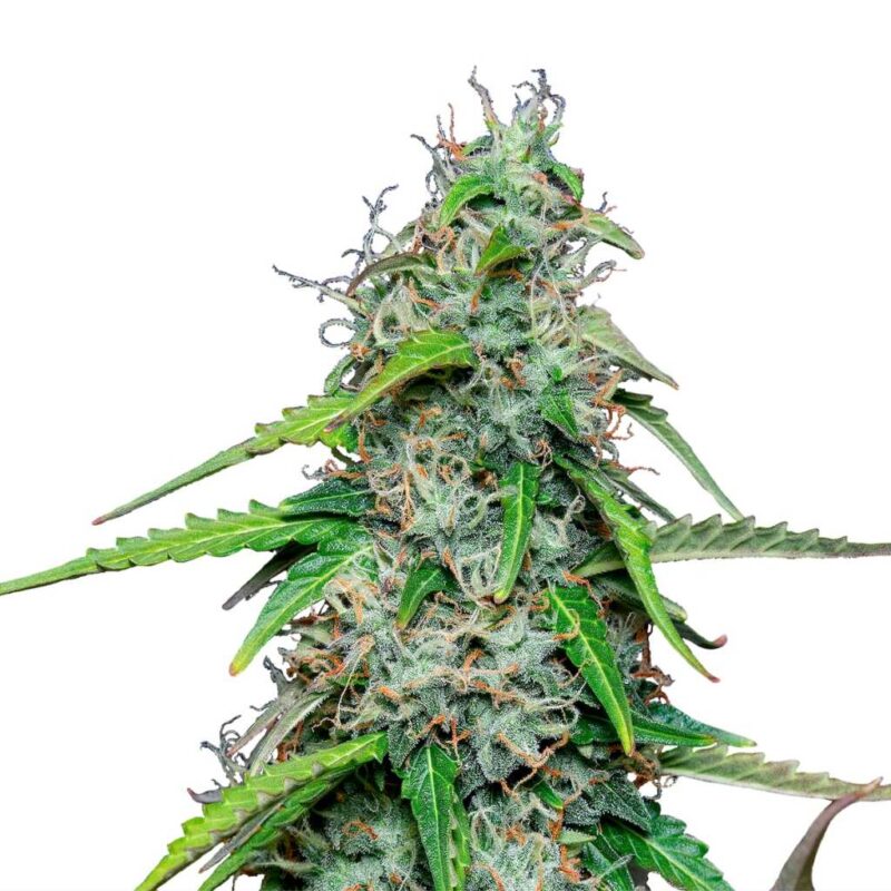 seed shop royal gorilla autoflowering cannabissamen roayal queen seeds.jpg
