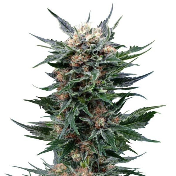 seed shop royal gorilla feminisierte cannabissamen royal queen seeds.jpg
