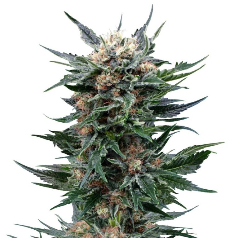seed shop royal gorilla feminisierte cannabissamen royal queen seeds.jpg